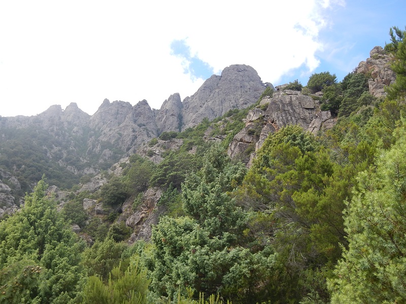 Le maquis corse , parfois plus difficile à traverser qu'un champs de séracs. 