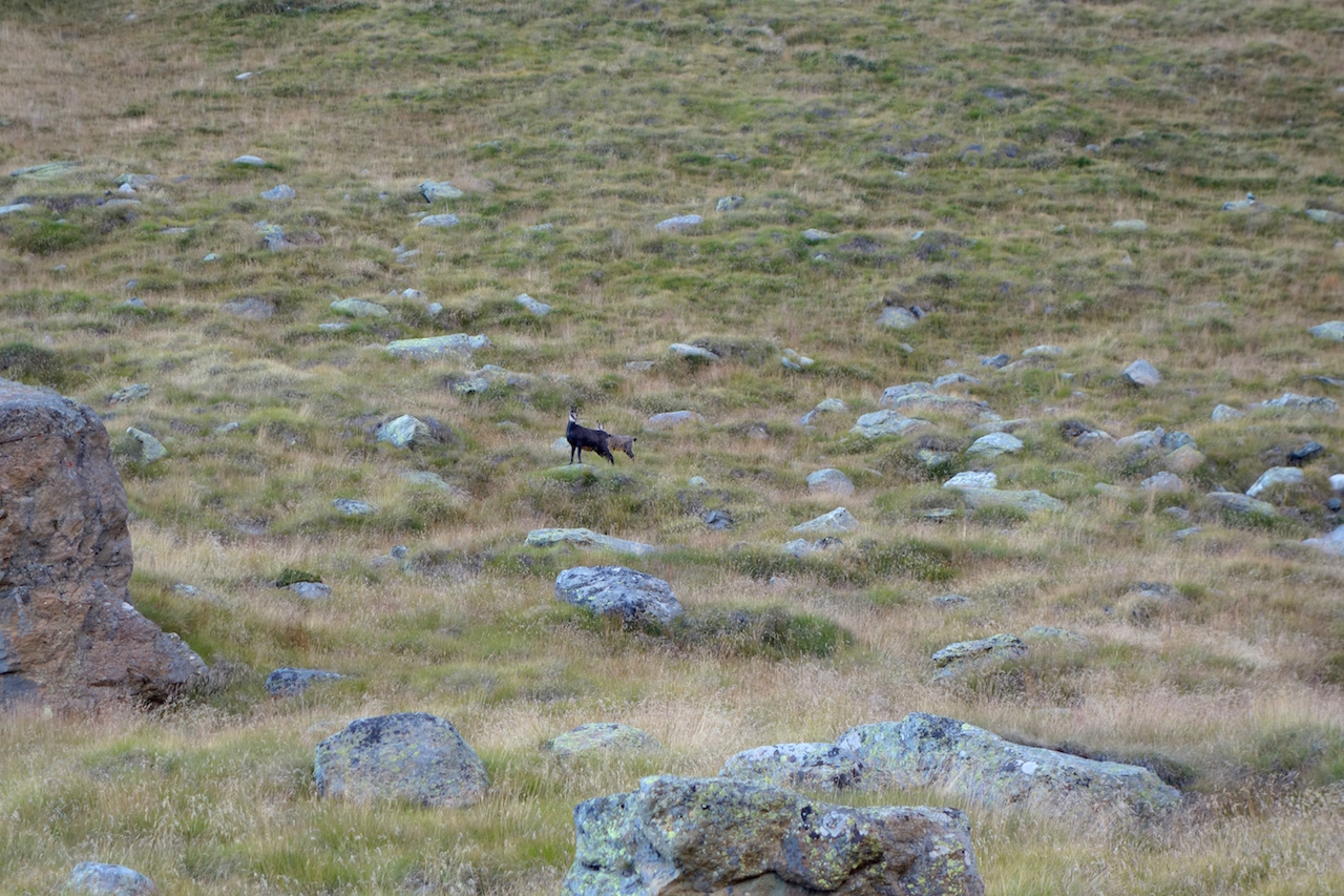 pollux valais voie normale