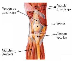 anatomie_genou_muscles_0