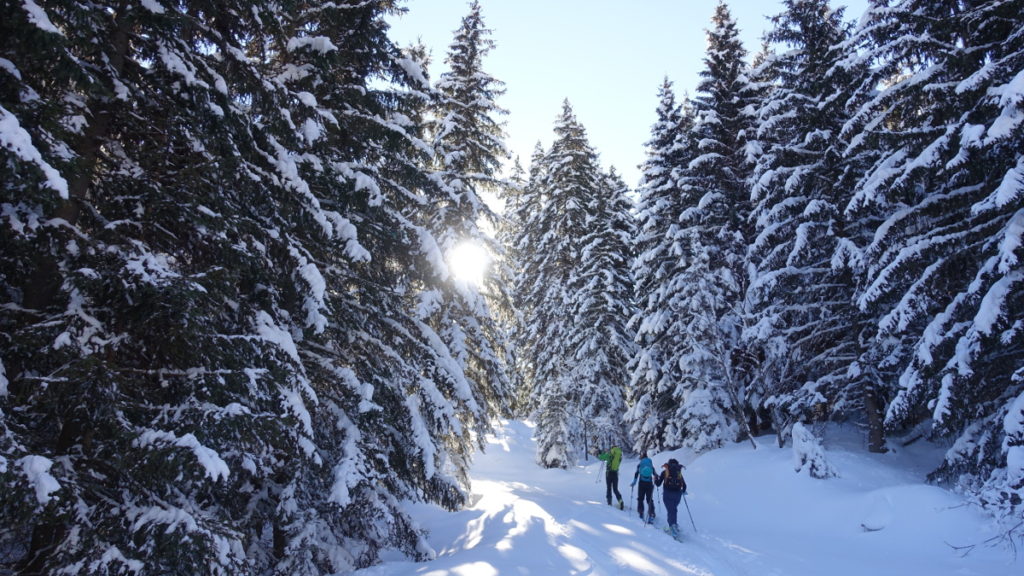 Montée en forêt : la base du ski de rando