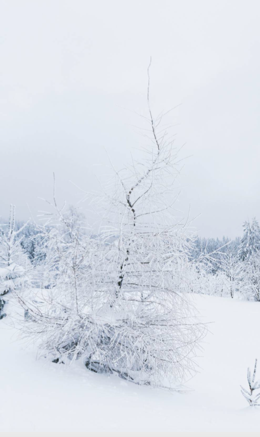 Arbre sous la neige / paysage d'hiver