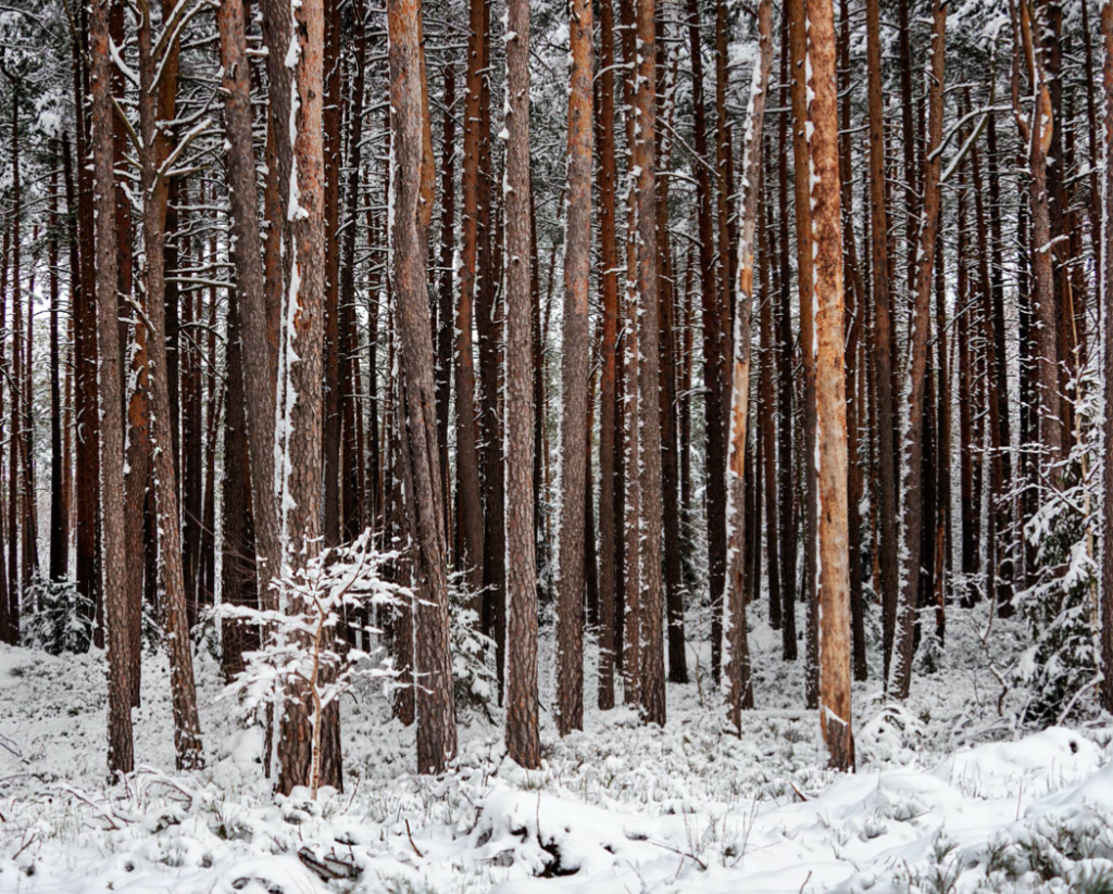 Forêt de République Tchèque